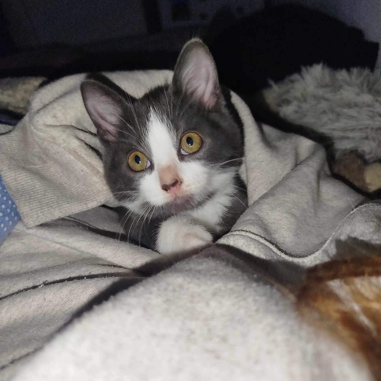 Souki a rejoint le concours — aidez-le/la à gagner de superbes lots ! animal, blanket, cat, cozy, curious, cute, eyes, feline, fur, gray, indoor, kitten, nose, pet, resting, soft, warm, whiskers, white, young