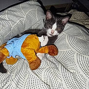 Souki a rejoint le concours — aidez-le/la à gagner de superbes lots ! kitten, cat, plush_toy, blanket, bed, indoor, sleepy, gray_cat, white_cat, cute, pet, animal, snuggling, cozy, resting, soft_toy, patterned_blanket, domestic_cat, young_cat, fur