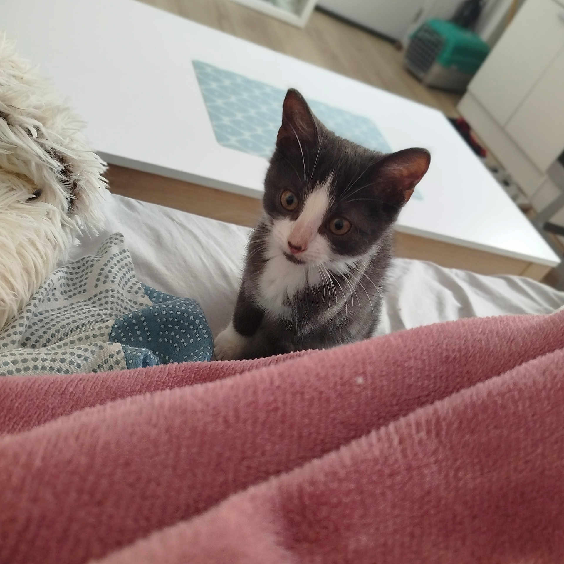 Souki participe au concours pour gagner de l'argent avec cette photo : kitten, cat, gray_cat, white_cat, blanket, bed, pillow, fabric, patterned_fabric, indoor, table, floor, pet_carrier, wooden_floor, curious, young_cat, fur, whiskers, domestic_cat, cozy