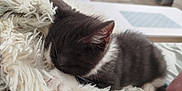 Souki participe au concours pour gagner de l'argent avec cette photo : kitten, cat, sleeping, black_and_white, fluffy, furry, pet, domestic_animal, cozy, blanket, indoor, close_up, cute, animal, resting, soft_texture, home, feline, young, nap