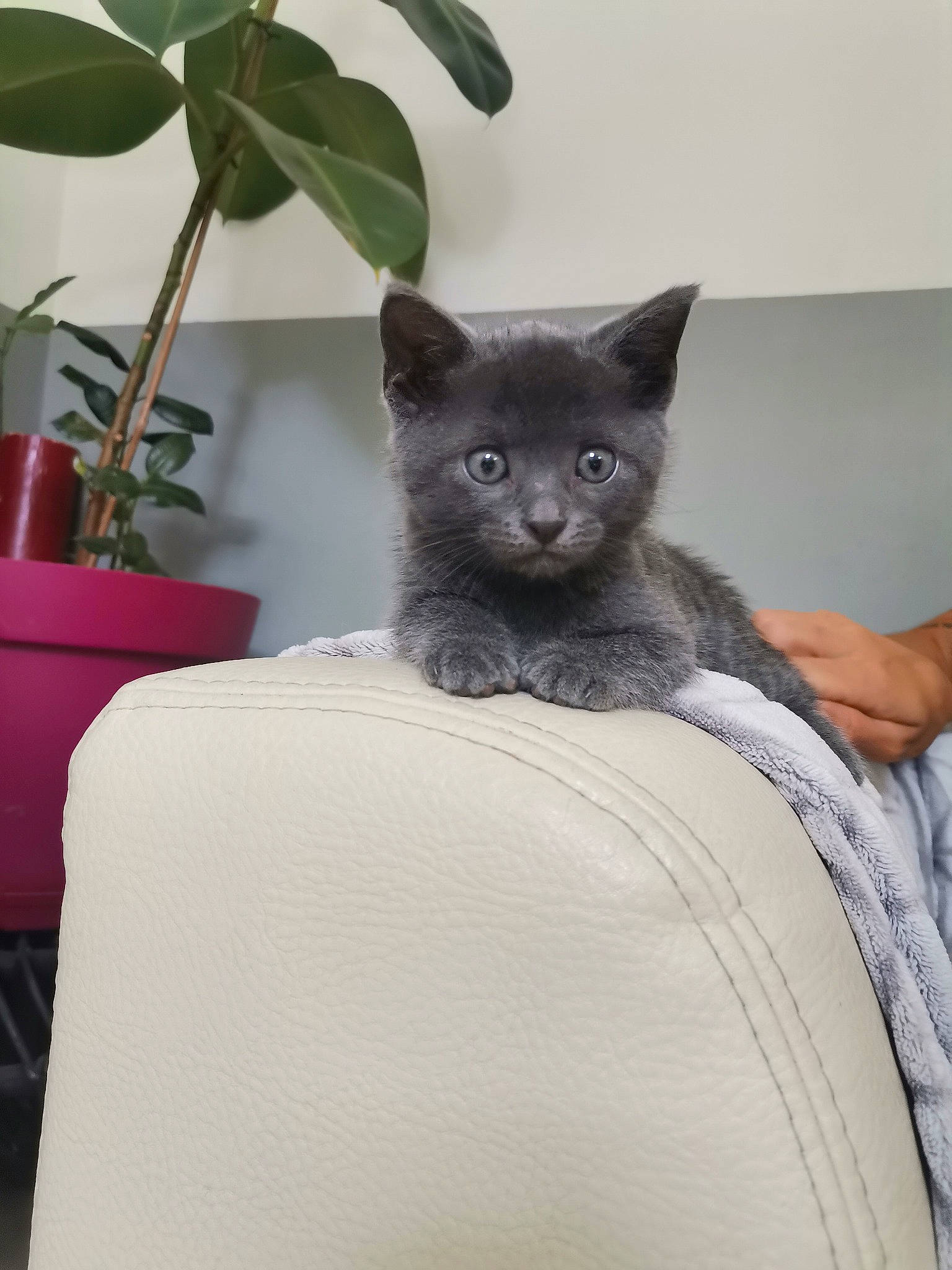 Sacha participe au concours pour gagner de l'argent avec cette photo : black_cat, carnivore, cat, comfort, domestic_short_haired_cat, fawn, felidae, flowerpot, fur, grey, houseplant, mammal, plant, sitting, small_to_medium_sized_cats, snout, tail, terrestrial_animal, whiskers, window