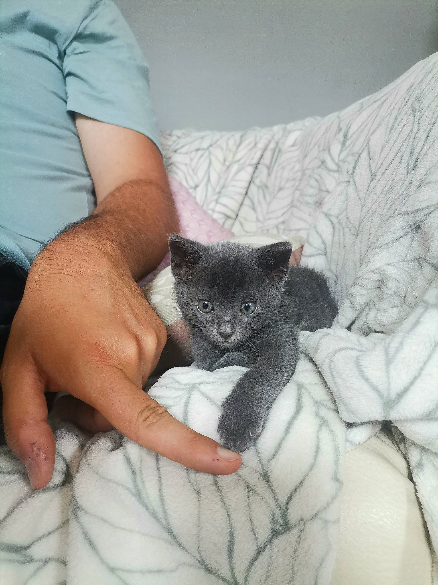 Sacha a rejoint le concours — aidez-le/la à gagner de superbes lots ! bed, bedding, black_cat, carnivore, cat, comfort, domestic_short_haired_cat, fawn, felidae, fur, grey, human_leg, leg, linens, pillow, sitting, small_to_medium_sized_cats, snout, tail, whiskers