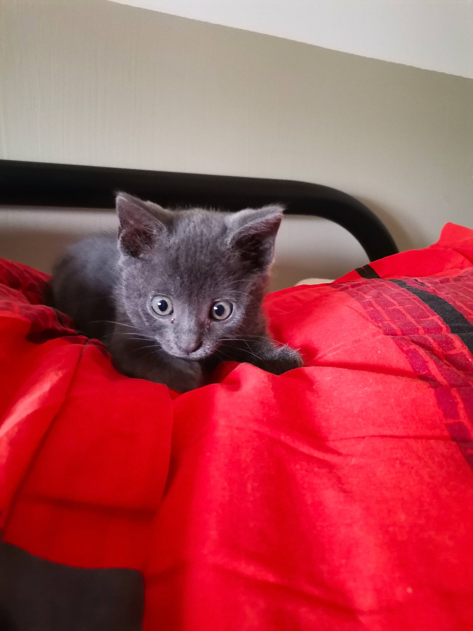 Sacha participe au concours pour gagner de l'argent avec cette photo : bed, black_cat, carnivore, cat, cat_supply, claw, comfort, domestic_short_haired_cat, felidae, fur, grey, room, russian_blue, sitting, small_to_medium_sized_cats, tail, terrestrial_animal, whiskers