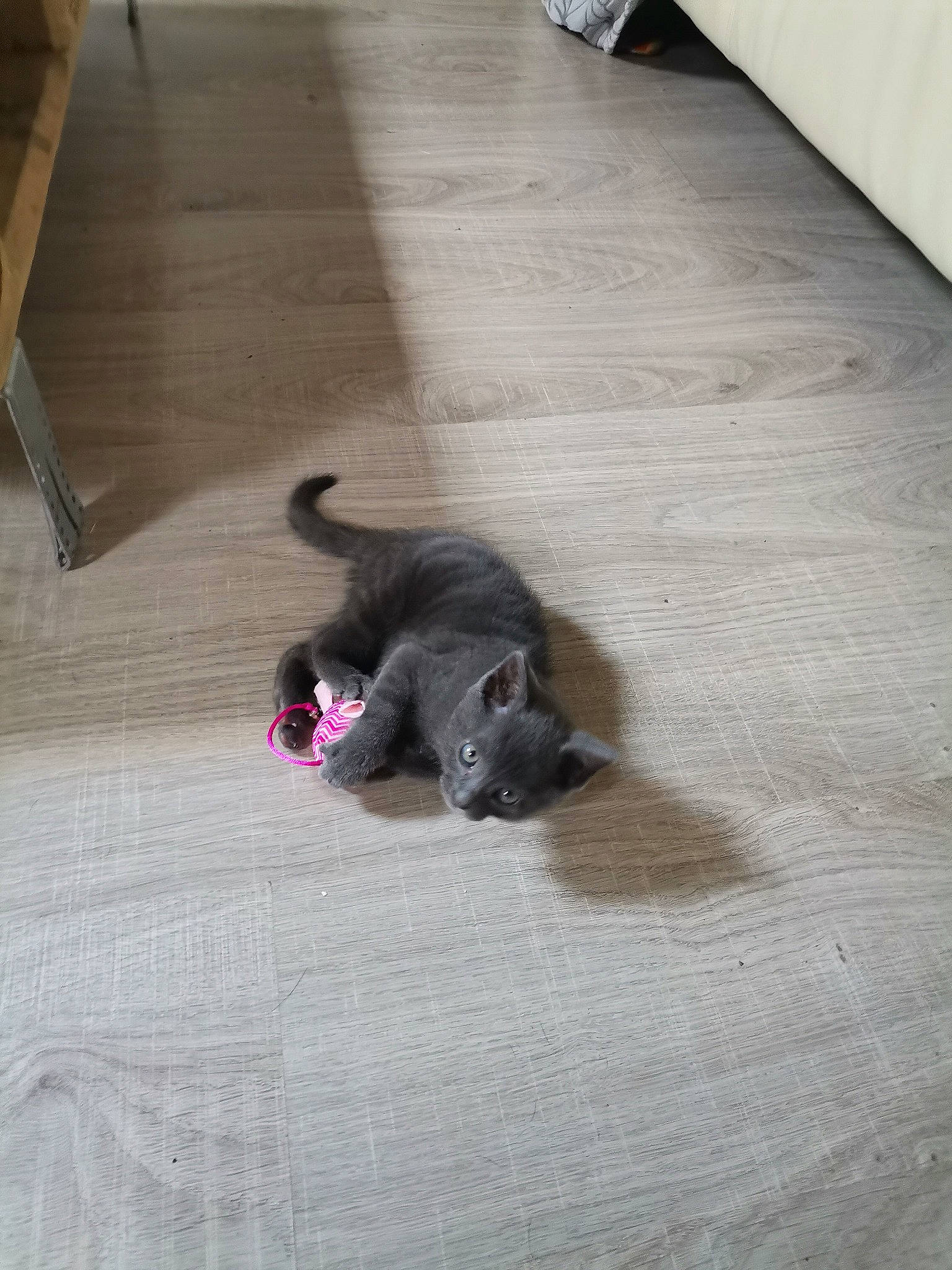 Sacha participe au concours pour gagner de l'argent avec cette photo : black_cat, bombay, canidae, carnivore, cat, comfort, companion_dog, dog_breed, fawn, felidae, floor, flooring, fur, hardwood, laminate_flooring, small_to_medium_sized_cats, tail, wood, wood_flooring, wood_stain