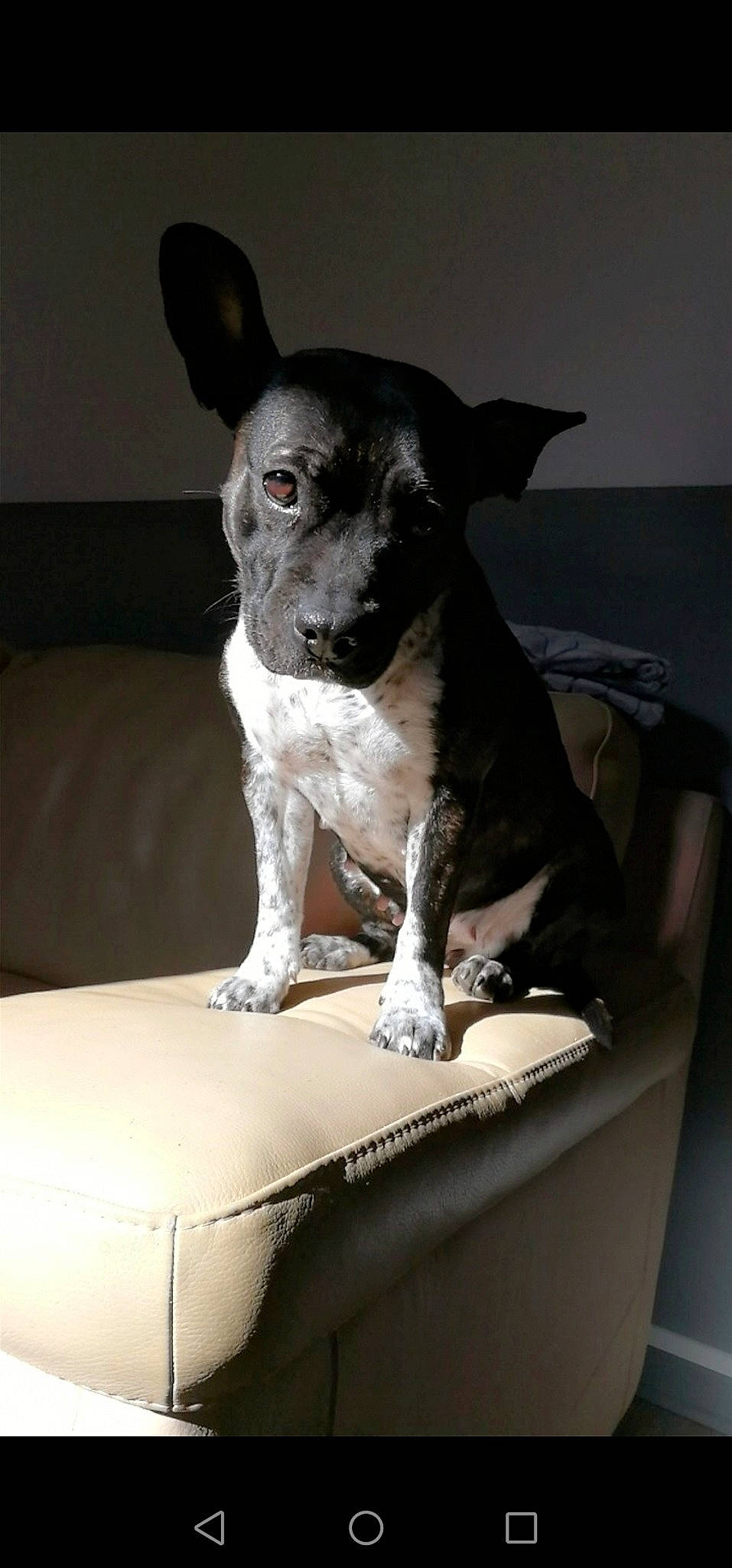 Nina participe au concours pour gagner de l'argent avec cette photo : art, canidae, carnivore, chihuahua, comfort, companion_dog, dog, dog_breed, ear, fawn, fur, non_sporting_group, sitting, snout, sporting_group, terrestrial_animal, toy_dog, whiskers, working_animal