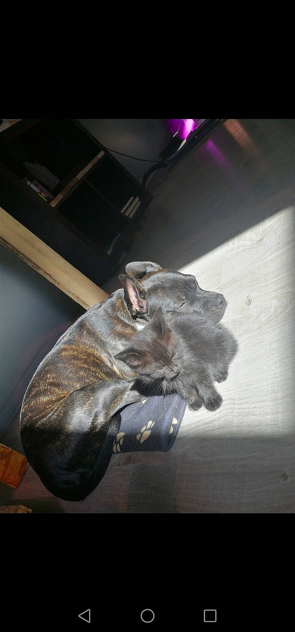 Nina participe au concours pour gagner de l'argent avec cette photo : art, artifact, automotive_design, automotive_lighting, bat, darkness, fashion_accessory, fish, flash_photography, gesture, glass, glove, personal_protective_equipment, reptile, sculpture, snout, vehicle_door, visual_arts, wing, wood