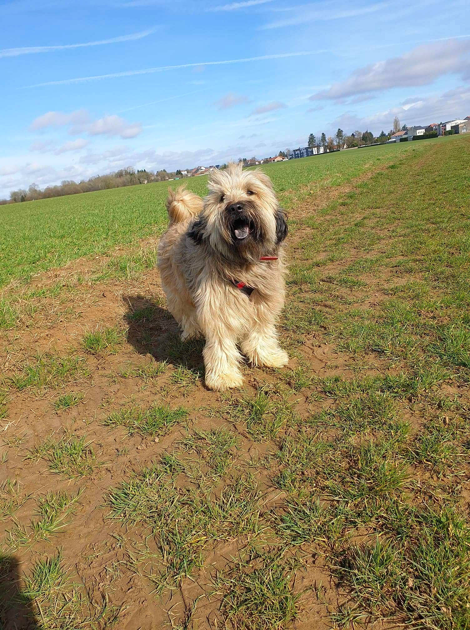 Iron participe au concours pour gagner de l'argent avec cette photo : canidae, carnivore, cloud, companion_dog, dog, dog_breed, fawn, grass, grassland, liver, plant, sky, small_terrier, snout, soil, sporting_group, terrier, toy_dog, tree, working_animal