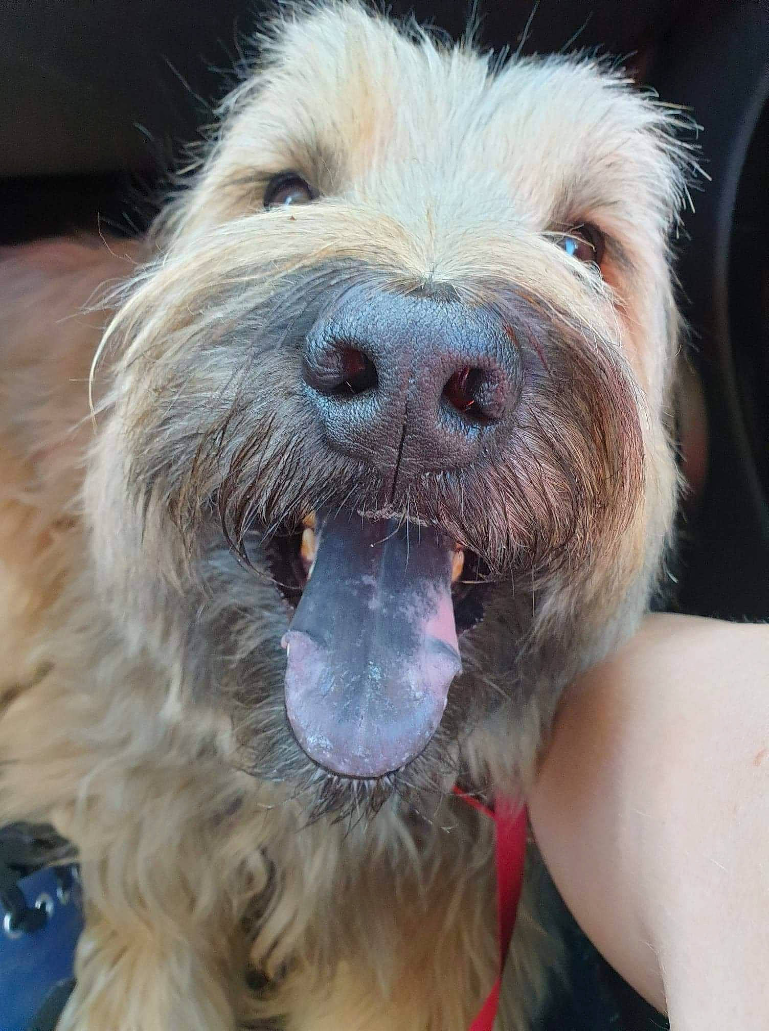 Iron participe au concours pour gagner de l'argent avec cette photo : carnivore, collar, companion_dog, dog, dog_breed, dog_collar, fur, leash, liver, paw, poodle_crossbreed, puppy_love, small_terrier, snout, sporting_group, terrier, toy_dog, whiskers, working_animal, yawn