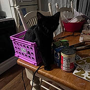 Lani joined the competition — help win amazing prizes! black_cat, cat, plastic_basket, table, wooden_table, kitchen, chair, can, carton, household_items, curtain, refrigerator, stove, floor, cord, container, dim_lighting, indoor, pet, feline