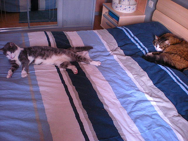 Tino a rejoint le concours — aidez-le/la à gagner de superbes lots ! bed, bed_sheet, bedding, carnivore, cat, comfort, european_shorthair, felidae, fur, furniture, linens, mammal, paw, room, small_to_medium_sized_cats, tail, textile