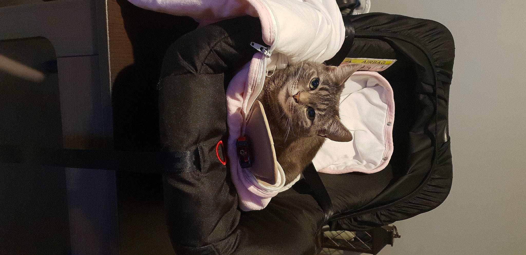 Mô Fille a rejoint le concours — aidez-le/la à gagner de superbes lots ! cat, ear, felidae, whiskers