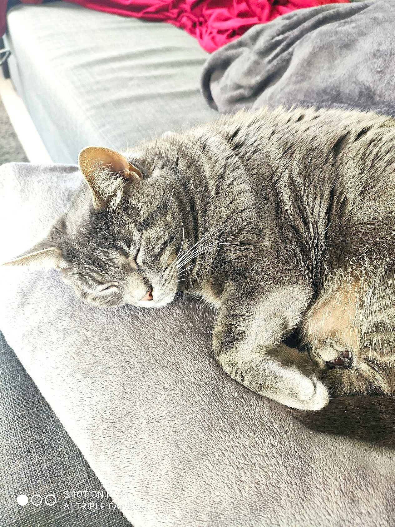 Mô Fille a rejoint le concours — aidez-le/la à gagner de superbes lots ! american_shorthair, asian, carnivore, cat, domestic_short_haired_cat, dragon_li, ear, european_shorthair, felidae, fur, kitten, nap, sleep, small_to_medium_sized_cats, snout, tabby_cat, whiskers