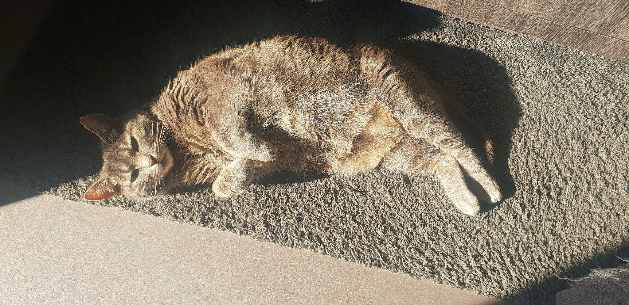 Mô Fille participe au concours pour gagner de l'argent avec cette photo : american_bobtail, asian, carnivore, cat, claw, domestic_short_haired_cat, dragon_li, european_shorthair, fawn, felidae, fur, german_rex, nap, pixie_bob, sleep, small_to_medium_sized_cats, tabby_cat, tail, whiskers, wild_cat