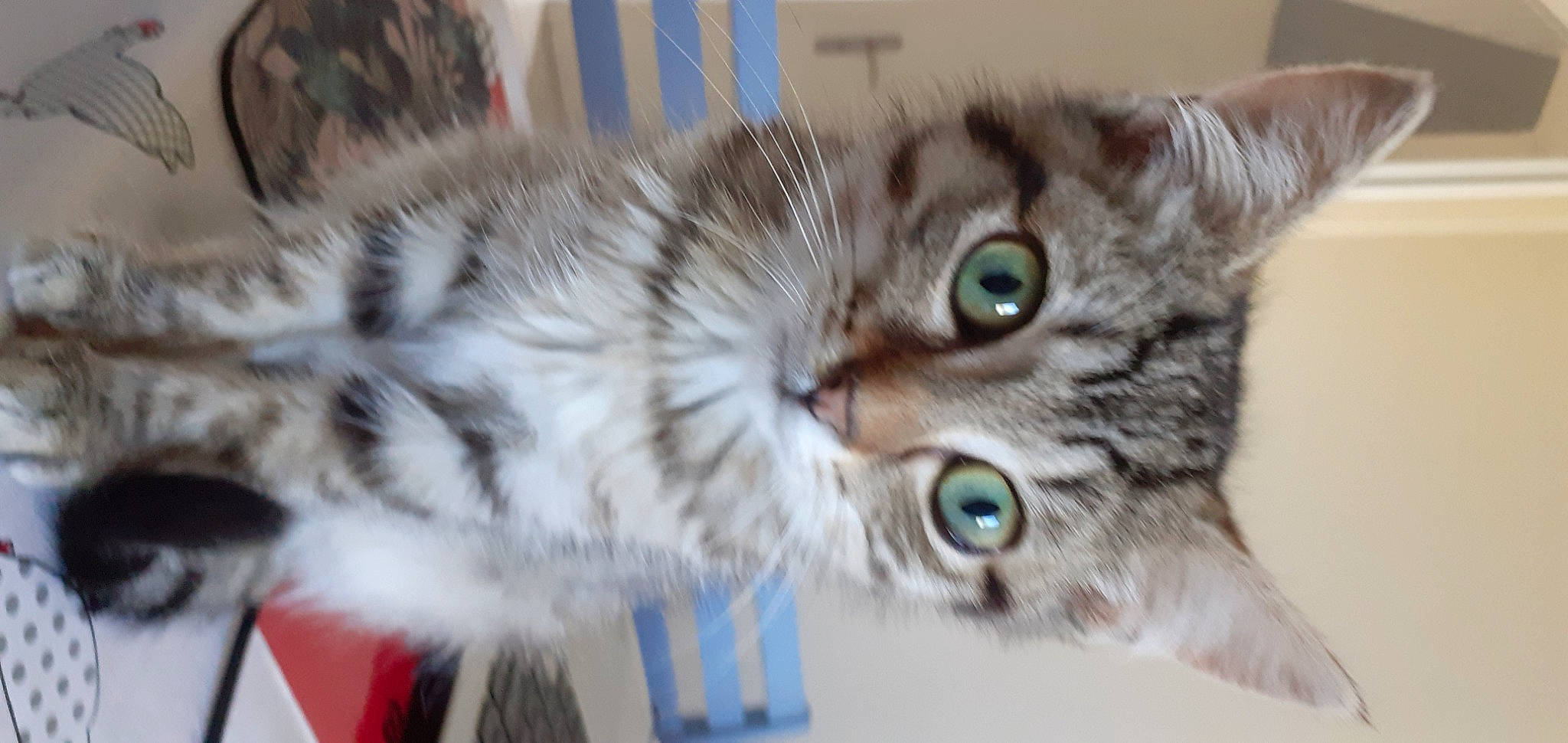 Bastet a rejoint le concours — aidez-le/la à gagner de superbes lots ! carnivore, cat, domestic_short_haired_cat, felidae, fur, iris, kitten, pet_supply, small_to_medium_sized_cats, snout, tabby_cat, vertebrate, whiskers