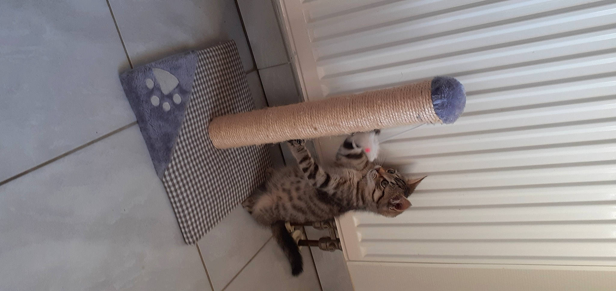 Bastet participe au concours pour gagner de l'argent avec cette photo : carnivore, cat, cat_furniture, cat_supply, domestic_short_haired_cat, felidae, fur, grey, pet_supply, small_to_medium_sized_cats, tabby_cat, tail, tile, vertebrate, whiskers