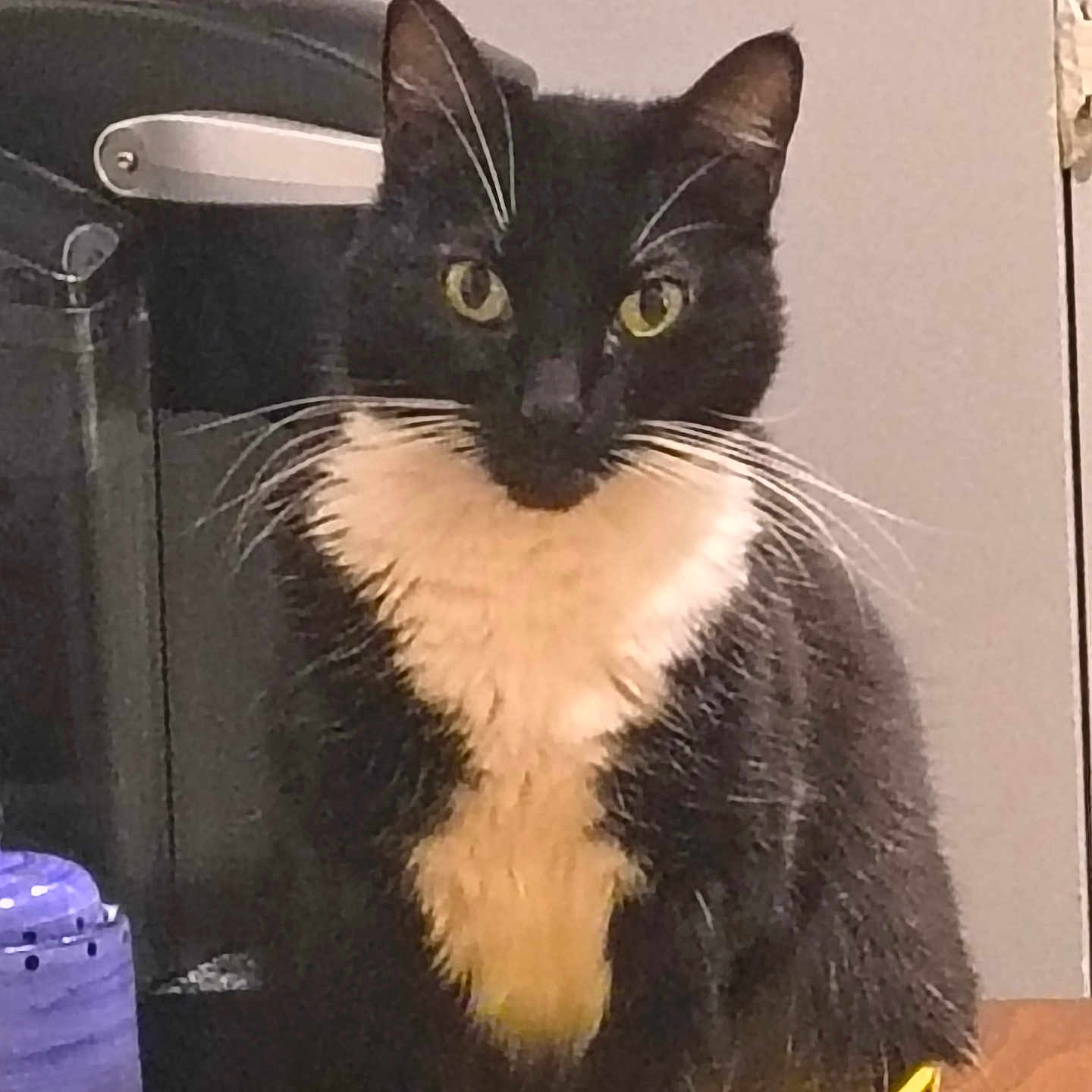 Gracie is registered to the contest to win money with this photo: animal, basket, black_object, cat, close_up, curious, domestic_animal, feline, fur, household, indoor, looking, pet, purple_container, sitting, still, tuxedo_cat, whiskers, wooden_surface, yellow_eyes
