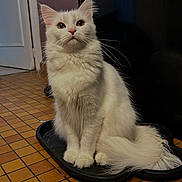 Chanel a rejoint le concours — aidez-le/la à gagner de superbes lots ! animal, cat, companion, curious, cute, domestic_animal, ears, feline, floor_tiles, fluffy, household, indoor, looking_up, mammal, pet, sitting, tail, tray, whiskers, white_cat