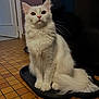 animal, cat, companion, curious, cute, domestic_animal, ears, feline, floor_tiles, fluffy, household, indoor, looking_up, mammal, pet, sitting, tail, tray, whiskers, white_cat