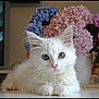 Chanel participe au concours pour gagner de l'argent avec cette photo : animal_face, blue_flowers, cat, closeup, curious, cute, domestic_animal, flowers, fluffy, fur, hydrangea, indoor, pet, pink_flowers, reflection, relaxed, small_animal, table, whiskers, white_kitten