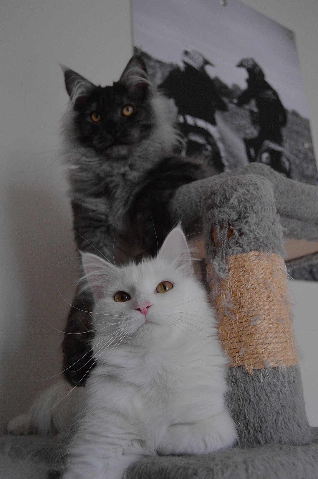 Chanel participe au concours pour gagner de l'argent avec cette photo : animal, cat, cat_tree, cats, cute, ears, eyes, feline, fluffy, fur, gray_cat, home, indoor, pet, portrait, poster, relaxed, scratching_post, whiskers, white_cat