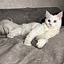 Chanel a rejoint le concours — aidez-le/la à gagner de superbes lots ! animal, blanket, cat, cozy, cute, domestic_animal, feline, fluffy, fur, indoor, lying_down, mammal, pet, pink_nose, portrait, relaxed, resting, soft_texture, white_cat, yellow_eyes