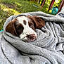 puppy, dog, blanket, outdoor, grass, tree, brown, white, cute, pet, fur, nose, ears, eyes, resting, cozy, soft, wrapped, nature, relaxed