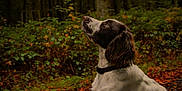 Aya participe au concours pour gagner de l'argent avec cette photo : dog, black_and_white, forest, autumn, leaves, nature, outdoor, animal, collar, side_view, fur, muzzle, ears, greenery, seasonal, wildlife, canine, fall, looking_up, peaceful