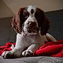 puppy, dog, brown_and_white, couch, blanket, red_blanket, indoor, pet, young_dog, lying_down, fur, whiskers, collar, cute, animal, domestic_animal, front_paws, resting, portrait, living_room