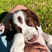 Aya participe au concours pour gagner de l'argent avec cette photo : animal, brown, closeup, cute, dog, furry, grass, hand, nature, outdoor, paw, pet, puppy, resting, ring, sleepy, spotted, sunlight, white, young