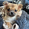 puppy, dog, animal, pet, blanket, fur, cute, car_interior, steering_wheel, cozy, small, young, ears, eyes, snout, soft, indoors, closeup, portrait, comfort