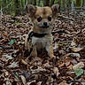 dog, puppy, forest, leaves, nature, outdoor, small_dog, brown_fur, ears, cute, animal, woods, ground_cover, pet, canine, fall, leaf_litter, adorable, sitting, collar