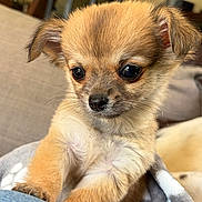 Pop a rejoint le concours — aidez-le/la à gagner de superbes lots ! puppy, dog, cute, fluffy, small, indoor, blanket, soft, ears, fur, pet, young, animal, curious, close_up, brown, black_nose, whiskers, resting, cozy