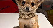 Pop participe au concours pour gagner de l'argent avec cette photo : adorable, animal, brown_fur, cozy, cute, dog, domestic_animal, ears, fur, indoor, knitted_scarf, looking_at_camera, pet, portrait, puppy, scarf, shadow, small_dog, table, young_dog