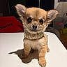 puppy, dog, small_dog, scarf, table, indoor, pet, cute, adorable, brown_fur, animal, portrait, young_dog, knitted_scarf, looking_at_camera, shadow, domestic_animal, cozy, fur, ears