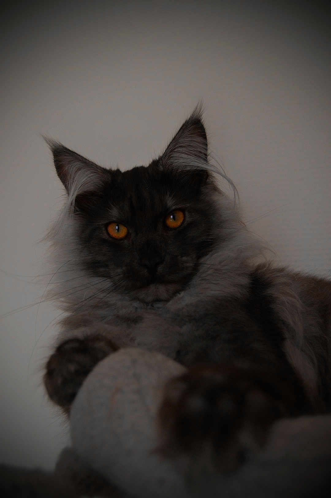 Zen a rejoint le concours — aidez-le/la à gagner de superbes lots ! cat, feline, amber_eyes, fluffy, dark_fur, ears, whiskers, paws, close_up, portrait, pet, animal, indoor, cozy, relaxed, soft_light, neutral_background, fur_texture, looking_at_camera, cute