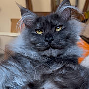 Zen participe au concours pour gagner de l'argent avec cette photo : cat, fluffy, gray_cat, yellow_eyes, pet, indoor, feline, close_up, portrait, whiskers, fur, domestic_animal, relaxed, animal_face, cute, houseplant, chair, home_interior, soft_texture, looking_at_camera