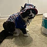 cat, black_and_white, pet, animal, costume, hat, raincoat, star_pattern, patriotic, sitting, indoors, tiled_floor, fluffy, whiskers, green_eyes, portrait, humorous, domestic_animal, fashion, household_package