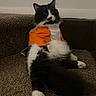 cat, black_and_white, orange_shirt, pet, feline, longhaired, sitting, lounging, carpet, indoor, home, couch, shirt, clothing, white_fur, black_fur, whiskers, ears, paws, relaxed