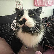 Ciggy joined the competition — help win amazing prizes! cat, black_and_white, tuxedo_cat, feline, fluffy, whiskers, green_eyes, pink_nose, portrait, close_up, indoor, bedroom, bed, pillows, blanket, bedding, sitting, alert, pet, animal
