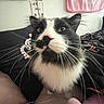 cat, black_and_white, tuxedo_cat, feline, fluffy, whiskers, green_eyes, pink_nose, portrait, close_up, indoor, bedroom, bed, pillows, blanket, bedding, sitting, alert, pet, animal