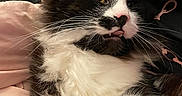 Ciggy joined the competition — help win amazing prizes! cat, black_and_white, fluffy, whiskers, green_eyes, pink_nose, indoor, sleeping, relaxed, lying_down, portrait, close_up, fur, tuxedo_cat, pet, bedding, blanket, cozy, animal, funny