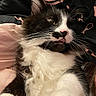 cat, black_and_white, fluffy, whiskers, green_eyes, pink_nose, indoor, sleeping, relaxed, lying_down, portrait, close_up, fur, tuxedo_cat, pet, bedding, blanket, cozy, animal, funny
