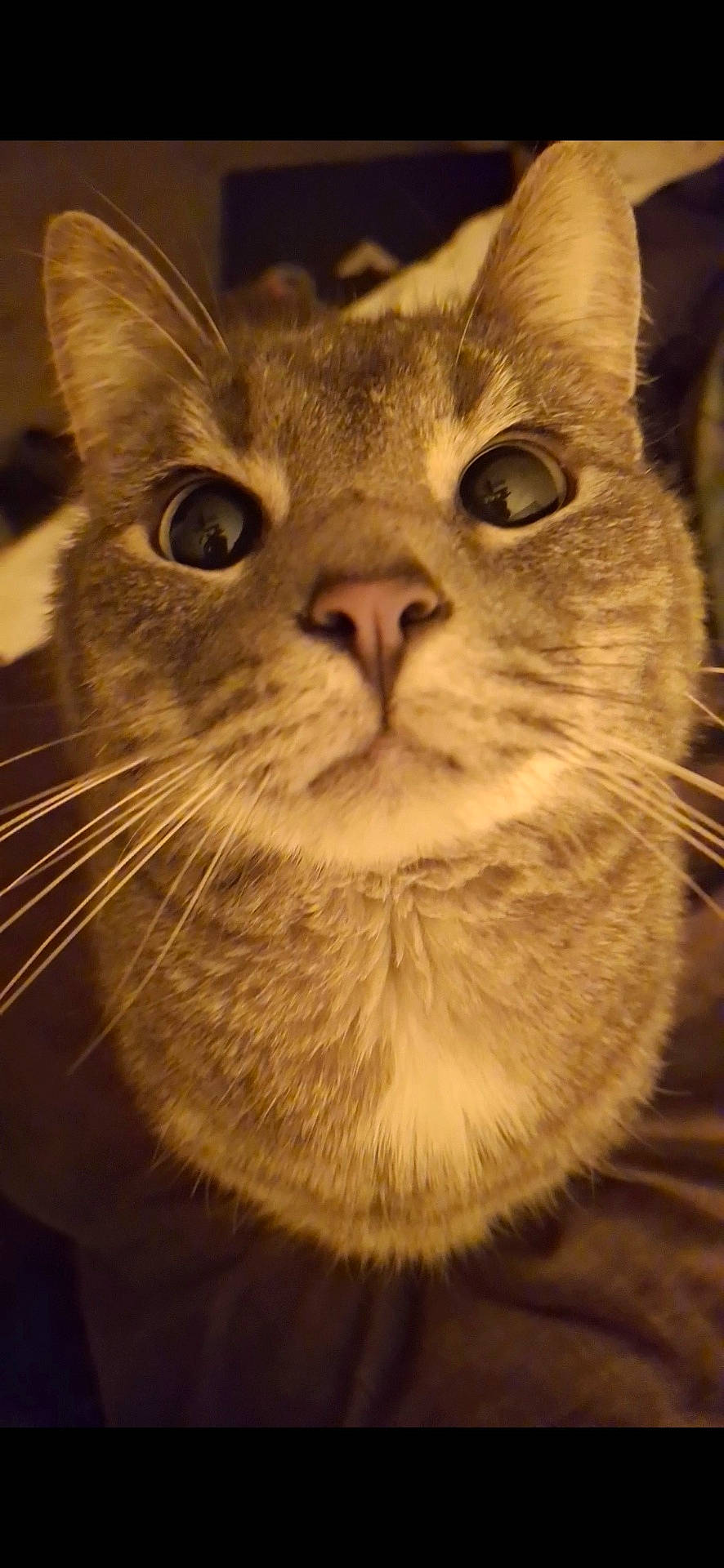 Loki