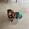 dog, dachshund, long_hair, pet, animal, outdoor, concrete, clothing, skirt, green, white, striped, looking_up, ears, tail, collar, legs, chair, grass, floor