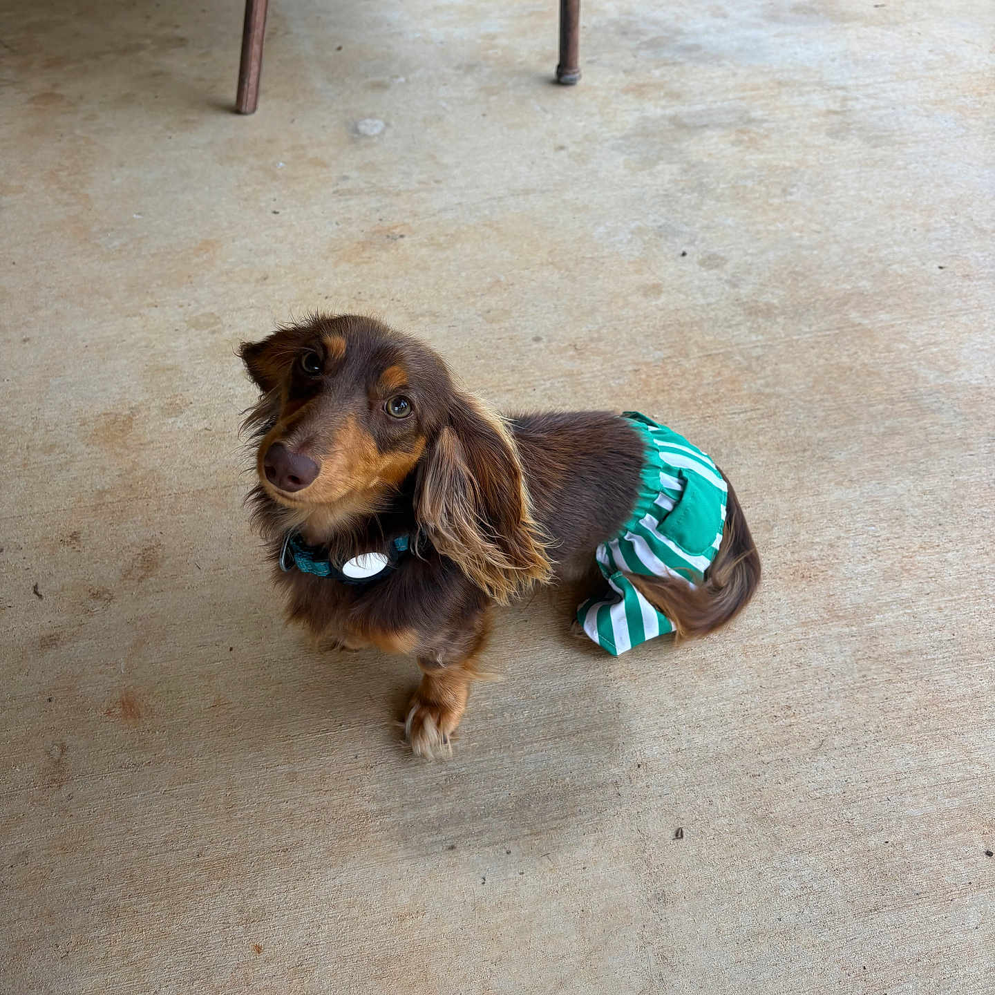 Leo joined the competition — help win amazing prizes! dog, dachshund, long_hair, pet, animal, outdoor, concrete, clothing, skirt, green, white, striped, looking_up, ears, tail, collar, legs, chair, grass, floor