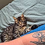 animal, blanket, cat, clothing, cozy, curious, denim, eyes, fabric, feline, fur, human_arm, indoor, kitten, paw, pet, resting, tabby, tattoo, whiskers