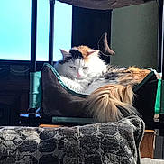 Jazmyn joined the competition — help win amazing prizes! cat, calico_cat, pet_bed, toy, indoor, furniture, blanket, television, window_light, resting, fluffy, tail, cozy, domestic_animal, relaxed, cushion, living_room, household, sleepy, fur
