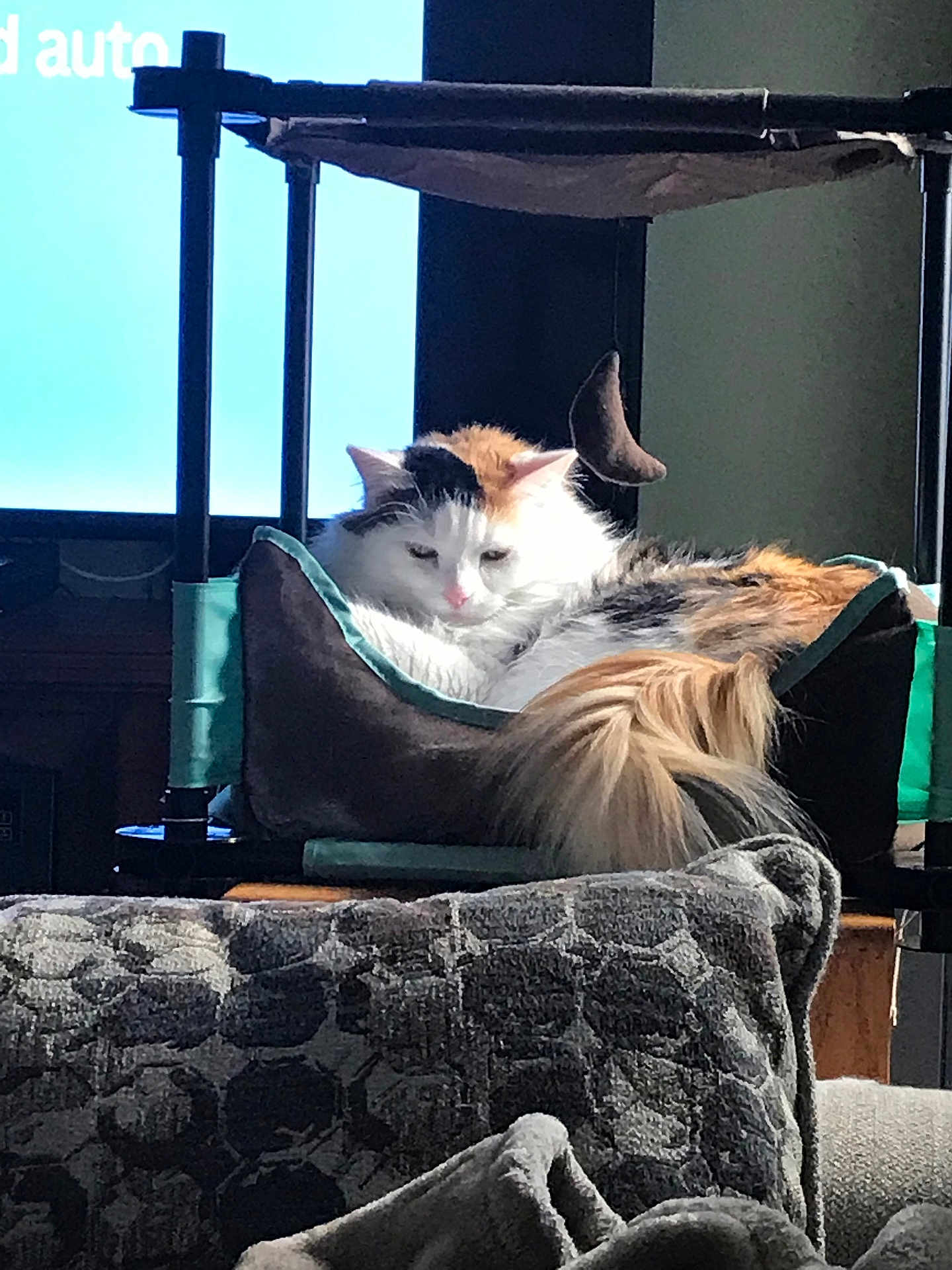 Jazmyn joined the competition — help win amazing prizes! cat, calico_cat, pet_bed, toy, indoor, furniture, blanket, television, window_light, resting, fluffy, tail, cozy, domestic_animal, relaxed, cushion, living_room, household, sleepy, fur
