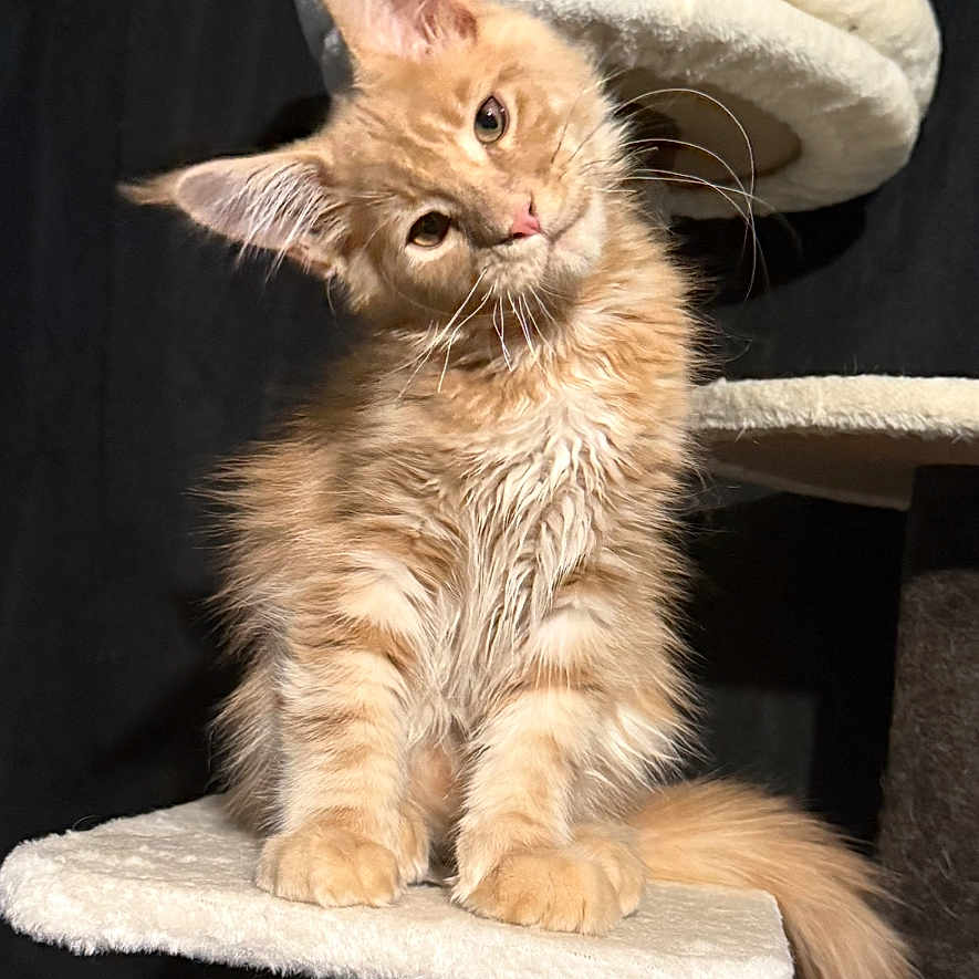 Ukko Pekka Luukkonen is registered to the contest to win money with this photo: adorable, animal, cat, cat_tree, cozy, curious, cute, ears, feline, fluffy, indoor, kitten, orange_cat, perched, pet, portrait, soft_lighting, tail, whiskers, young_cat