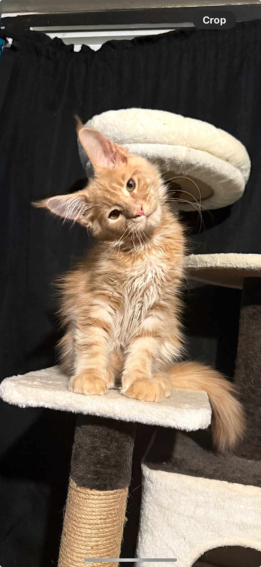 Ukko Pekka Luukkonen is registered to the contest to win money with this photo: kitten, cat, orange_cat, fluffy, cat_tree, pet, cute, animal, feline, whiskers, ears, tail, indoor, perched, soft_lighting, cozy, curious, young_cat, adorable, portrait